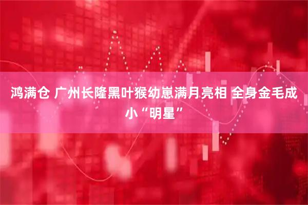 鸿满仓 广州长隆黑叶猴幼崽满月亮相 全身金毛成小“明星”